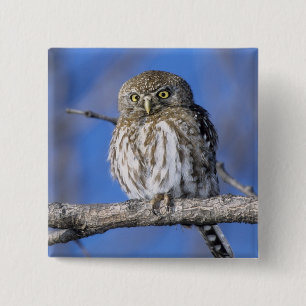 Badge Carré 5 Cm Zimbabwe. Gros plan sur un hibou tacheté de perle