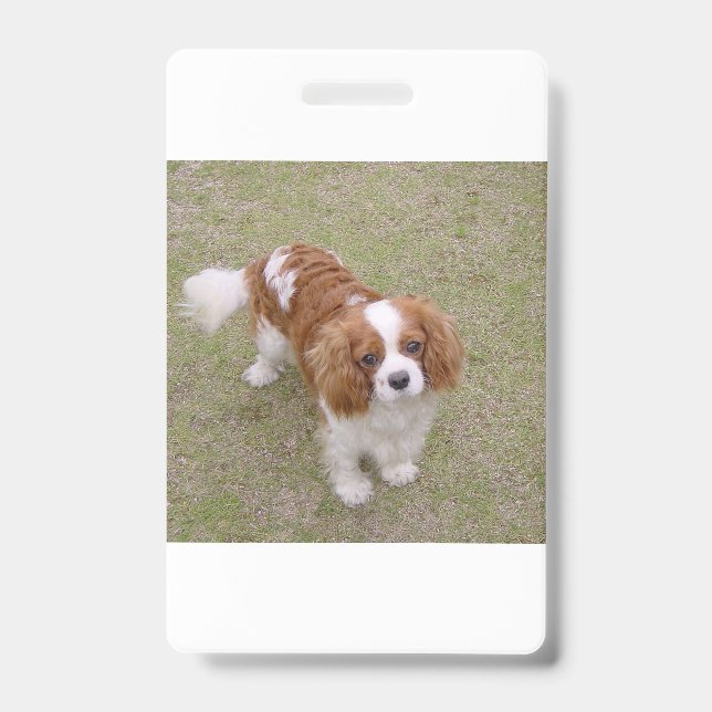 Badge Cavalier-king-charles-spaniel complet (Avant)