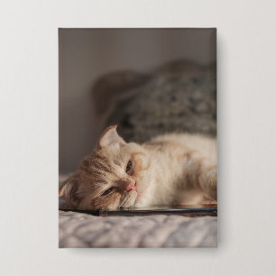 Badge Chat, Animal De Compagnie, Kitten