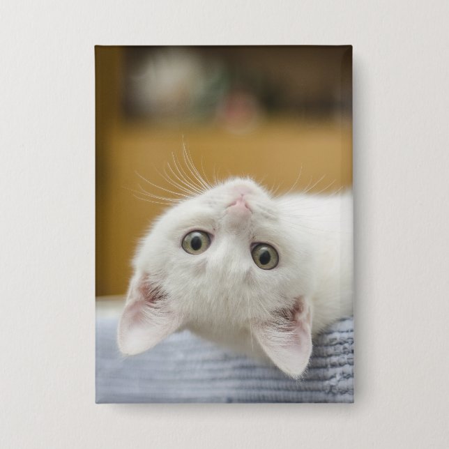 Badge Chaton, Blanc, Chat (Recto)