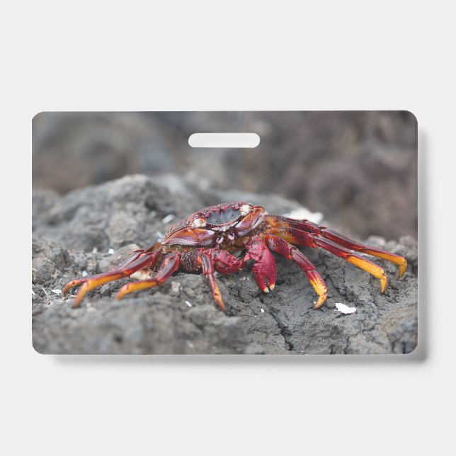 Badge Crabe de roche rouge (Avant)