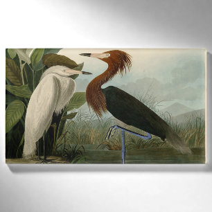 Badge D'identification Audubon Héron Pourpré Aigrette Rousse Impression :