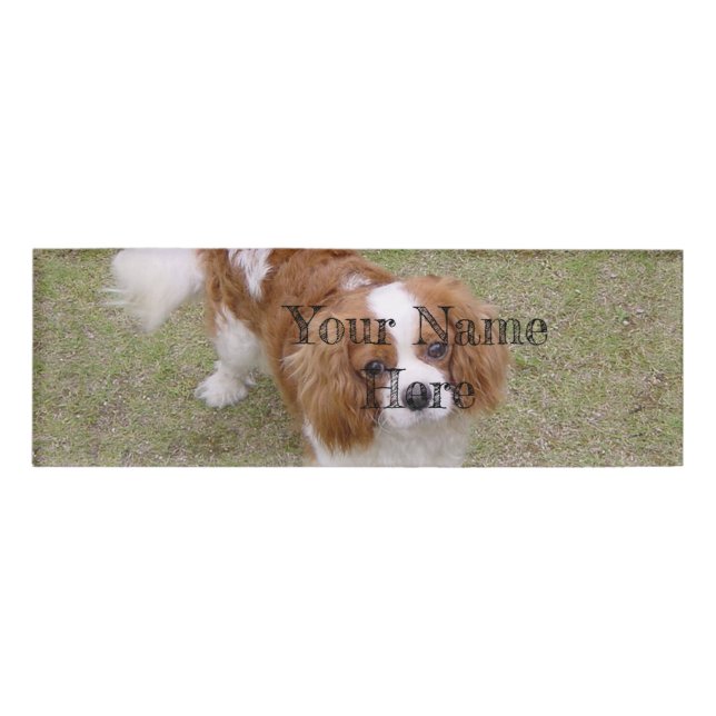 Badge D'identification Cavalier roi-charles-spaniel plein (Devant)