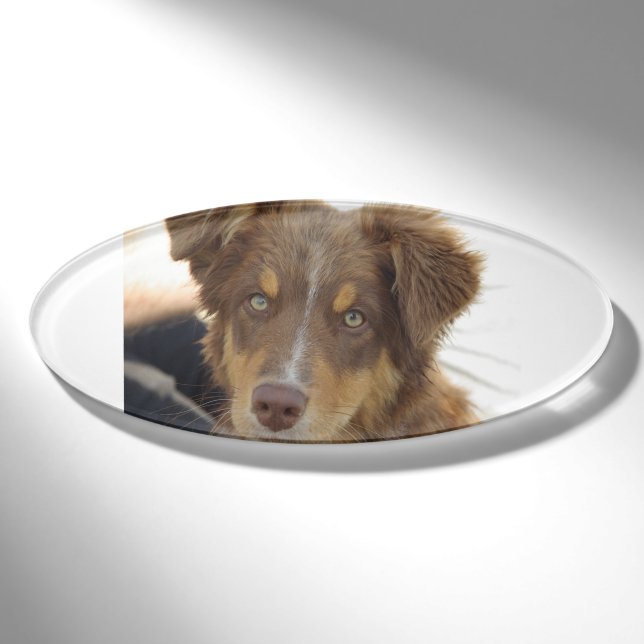 Badge D'identification chiot Aussie rouge tricolore (Devant)