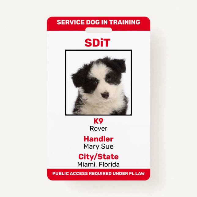 Badge Floride SDiT (Service Dog In Training) insigne d'i (Devant)