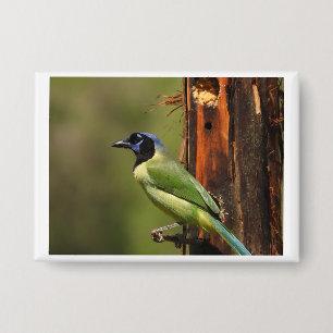 Badge Geai vert Portrait de l'oiseau Photo de nature Épi