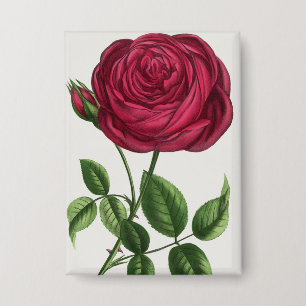 Badge Lithographie de rose antique, François-Frédéric Gr