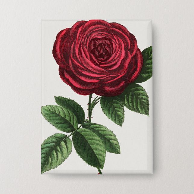 Badge Lithographie de rose antique, François-Frédéric Gr (Recto)