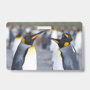Badge Manchots royaux