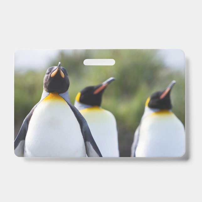Badge Manchots royaux (Avant)