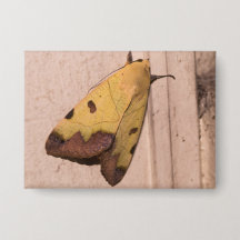 Ophiusa tirhaca, le drabe vert