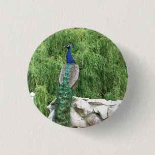 Badge photo Peacock