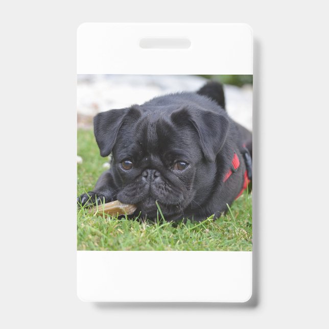 Badge pug noir couché (Avant)