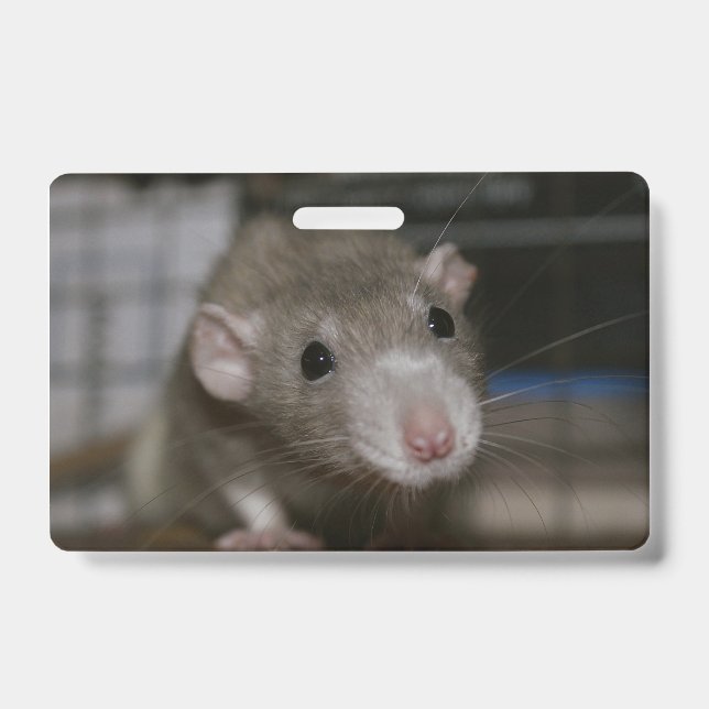 Badge Rat curieux (Avant)