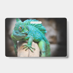 Badge reptiles, nature, lézards