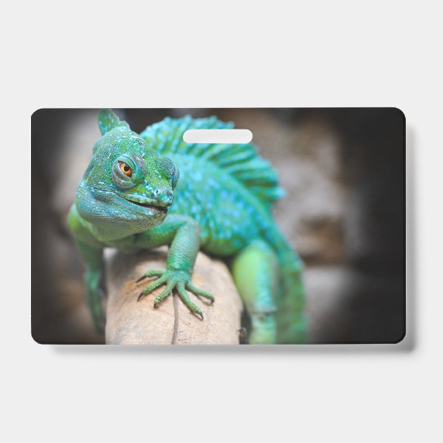 Badge reptiles, nature, lézards (Avant)