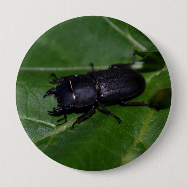 Badge Rond 10 Cm Dorcus parallelipipedus, le moindre dendroctone du (Devant)