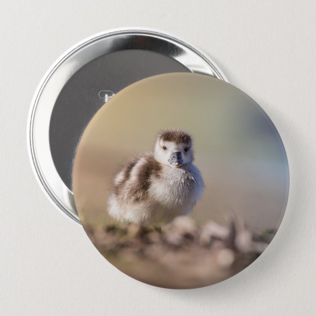 Badge Rond 10 Cm Goose Chick Nature Photo (Devant & derrière)