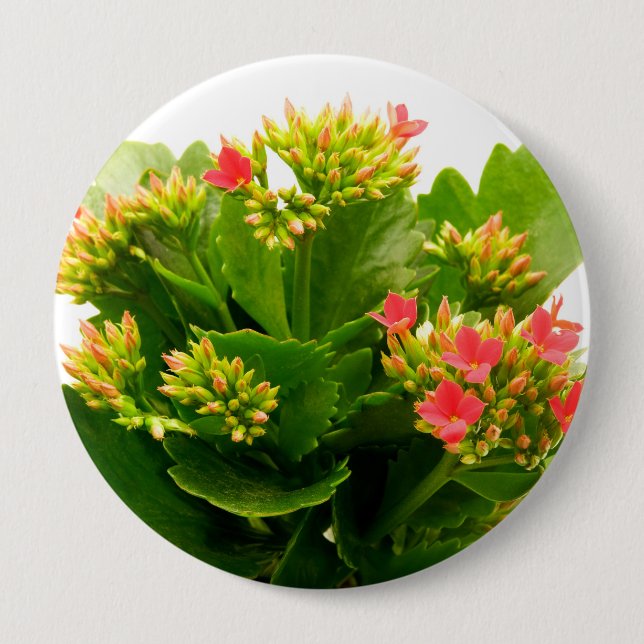 Badge Rond 10 Cm Kalanchoe blossfeldiana (Devant)
