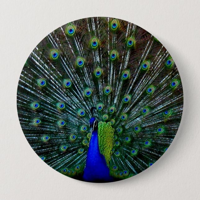 Badge Rond 10 Cm Pin "de plumage de paon" (Devant)