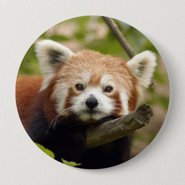 Badge Rond 10 Cm red-panda-004 (Devant)
