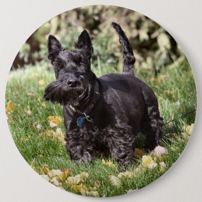 Badge Rond 15,2 Cm Ach (Devant)