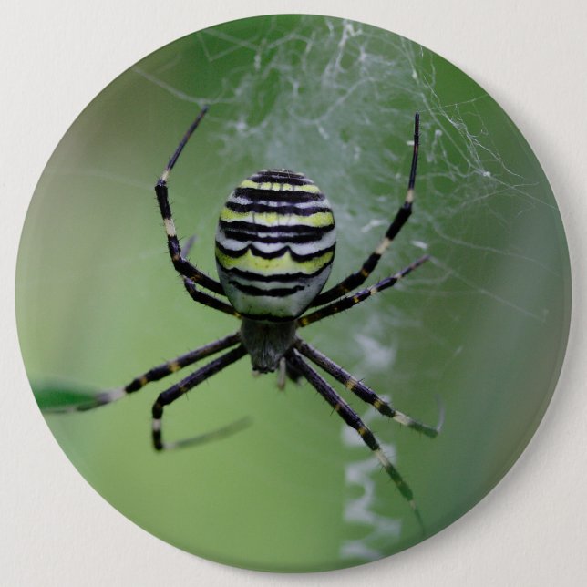 Badge Rond 15,2 Cm Argiope bruennichi (Devant)