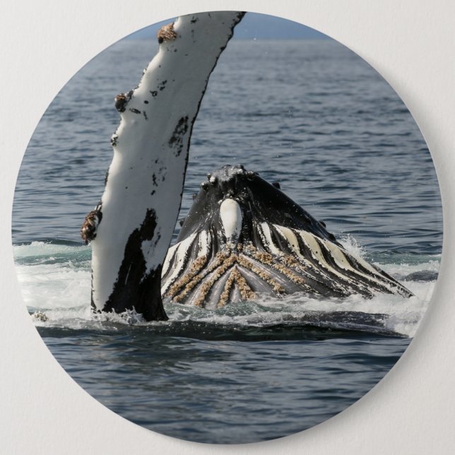 Badge Rond 15,2 Cm Baleine à bosse (Devant)