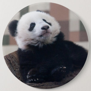 Badge Rond 15,2 Cm Bébé de Panda Giant