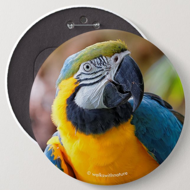 Badge Rond 15,2 Cm Belle Macaw Bleue et Or (Devant & derrière)