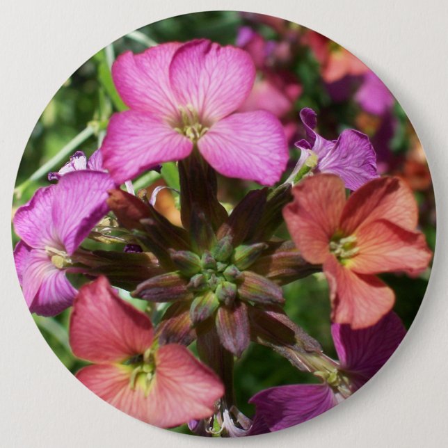 Badge Rond 15,2 Cm Bouton ou insigne de Wallflower 'Constant Cheer' (Devant)