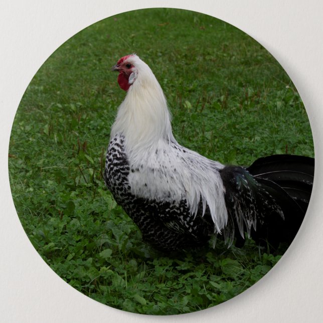 Badge Rond 15,2 Cm Brakel Hahn (Devant)
