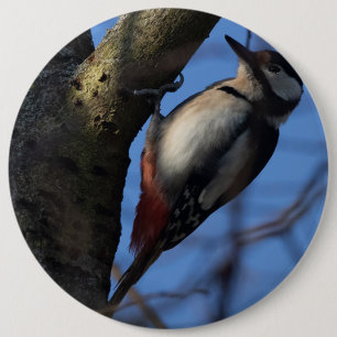 Badge Rond 15,2 Cm Buntspecht