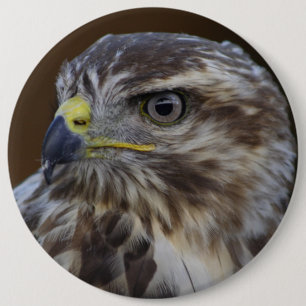 Badge Rond 15,2 Cm Buteo buteo