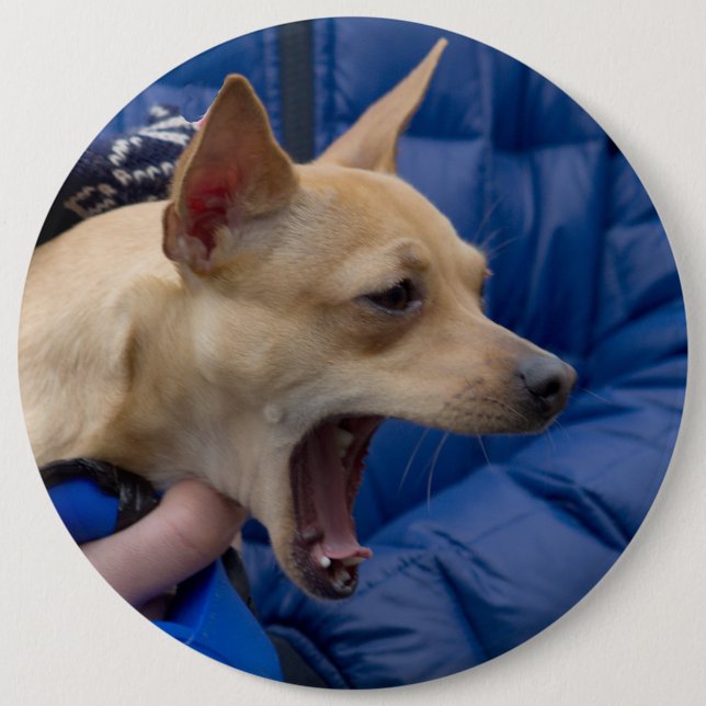 Badge Rond 15,2 Cm Chihuahua hurle (Devant)