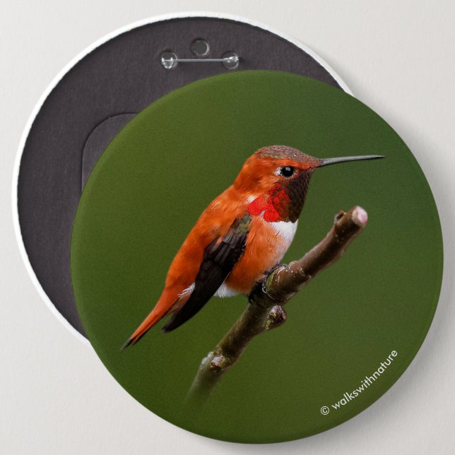 Badge Rond 15,2 Cm Colibri roux étonnant sur la branche cerise (Devant & derrière)