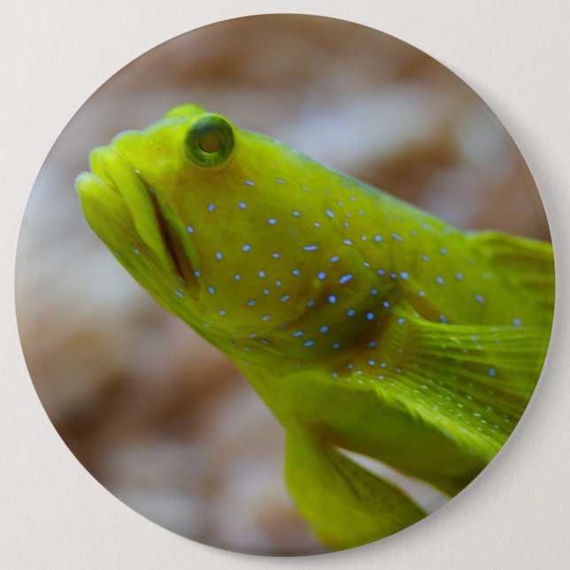 Badge Rond 15,2 Cm Cryptocentrus cinctus (Devant)