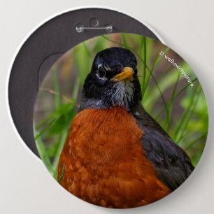 Badge Rond 15,2 Cm Curieux oiseau-chanteur américain Robin dans l'her