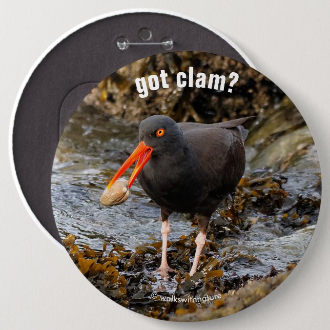 Badge Rond 15,2 Cm Etonnant Oystercatcher noir avec Clam (Devant & derrière)