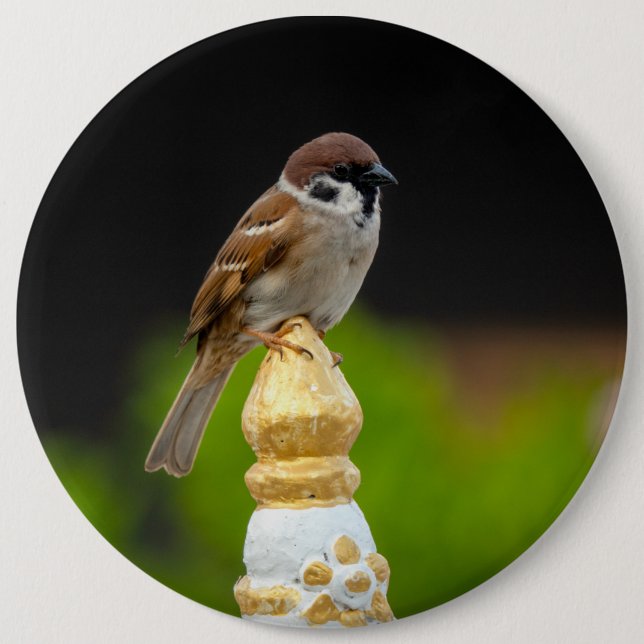 Badge Rond 15,2 Cm Eurasian tree sparrow  (Devant)