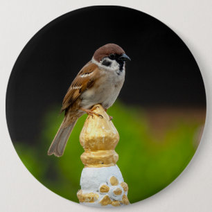Badge Rond 15,2 Cm Eurasian tree sparrow 