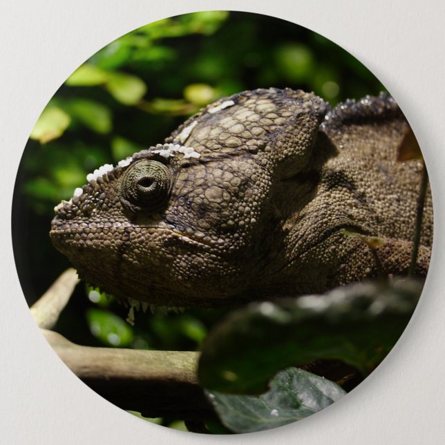 Badge Rond 15,2 Cm Furcifer oustaleti (Devant)