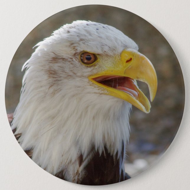 Badge Rond 15,2 Cm Haliaeetus leucocephalus (Devant)