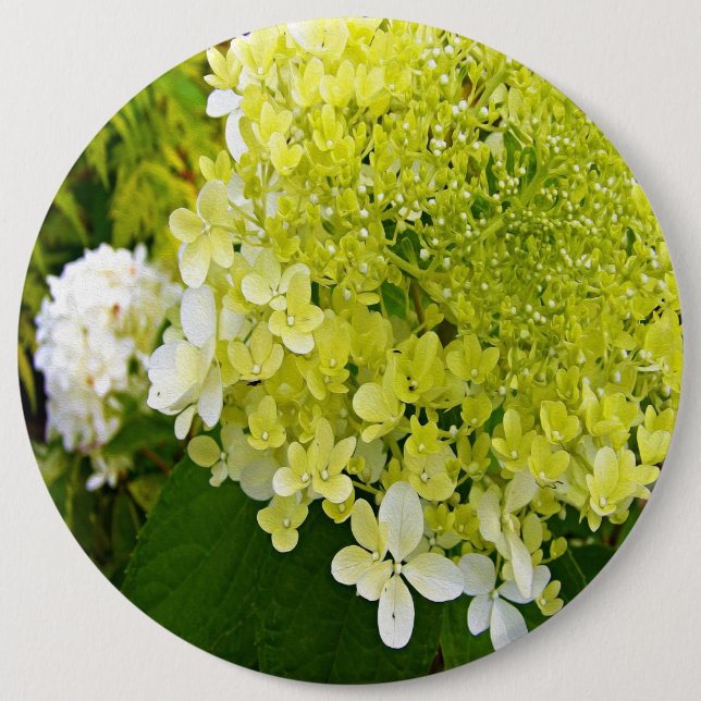 Badge Rond 15,2 Cm Hydrangea Limelight Vert Chartreuse Élégant (Devant)