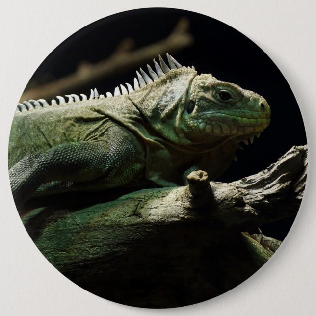 Badge Rond 15,2 Cm Iguana délicatissima (Devant)