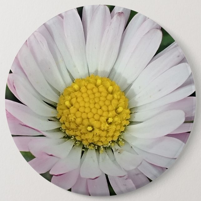 Badge Rond 15,2 Cm Jolie marguerite (Devant)