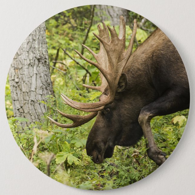 Badge Rond 15,2 Cm Meandering Moose (Devant)