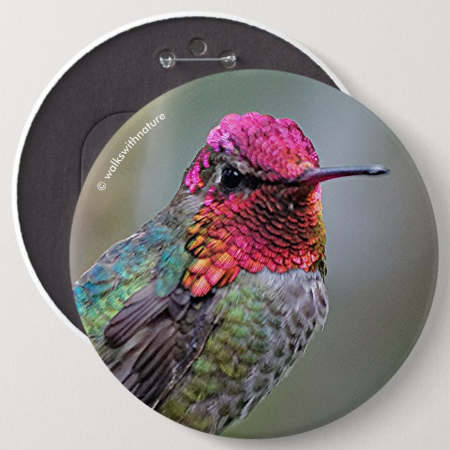 Badge Rond 15,2 Cm Merveilleux colibri d'Anna masculine sur le prunie (Devant & derrière)