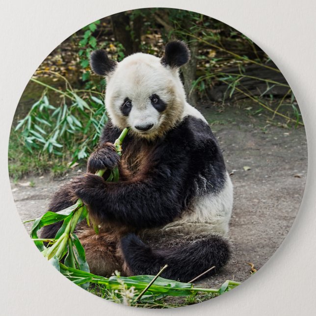Badge Rond 15,2 Cm Ours de panda 1 (Devant)