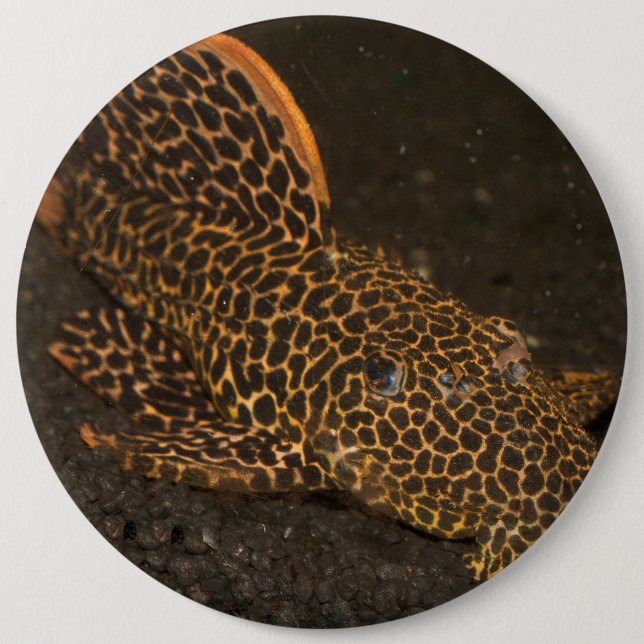 Badge Rond 15,2 Cm Peckoltia Compta (Devant)